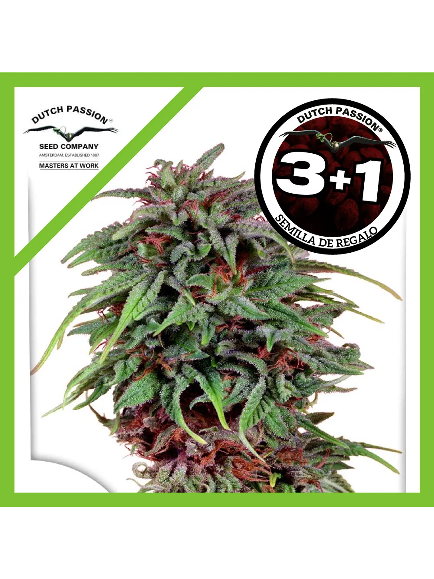 Durban Poison Fem -Dutch Passion (X3/X3+1) 2