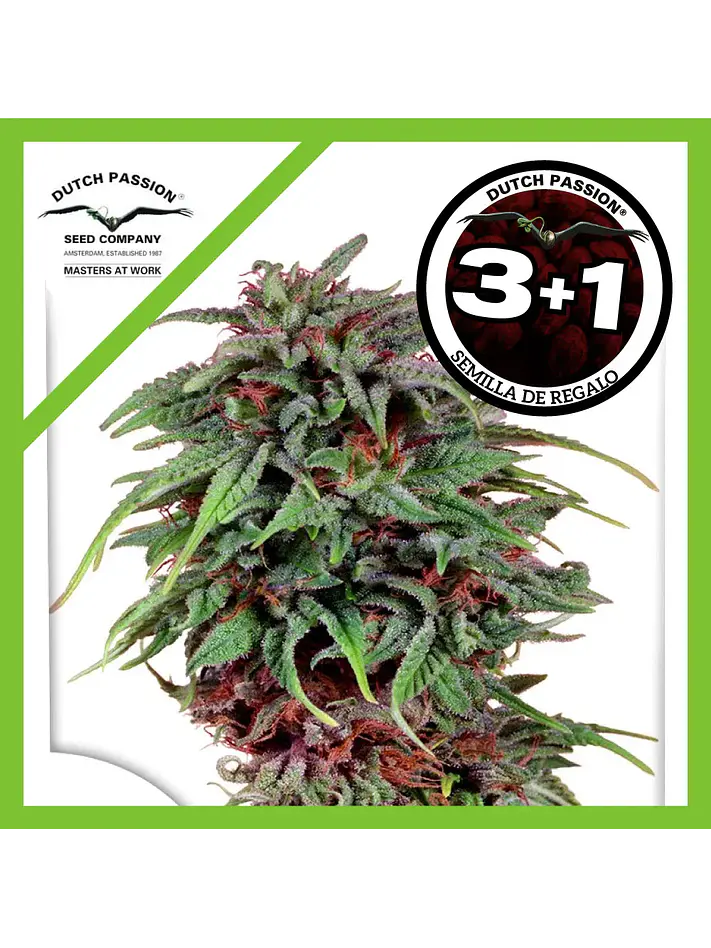 Durban Poison Fem -Dutch Passion X3+1 2