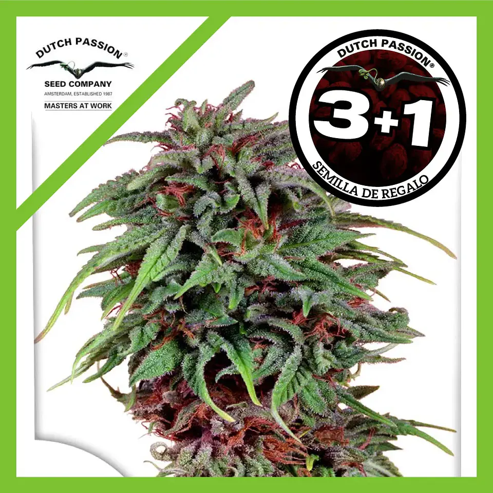 Durban Poison Fem -Dutch Passion X3+1 2