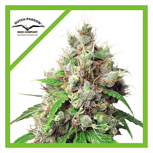 Euforia Auto X3+1-Dutch Passion