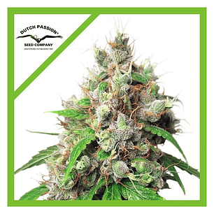 Euforia Auto X3+1-Dutch Passion