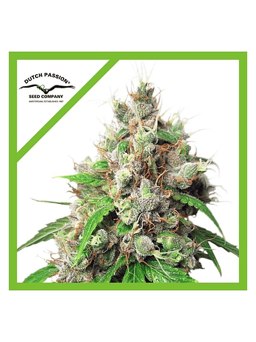 Euforia Auto X3+1-Dutch Passion 2