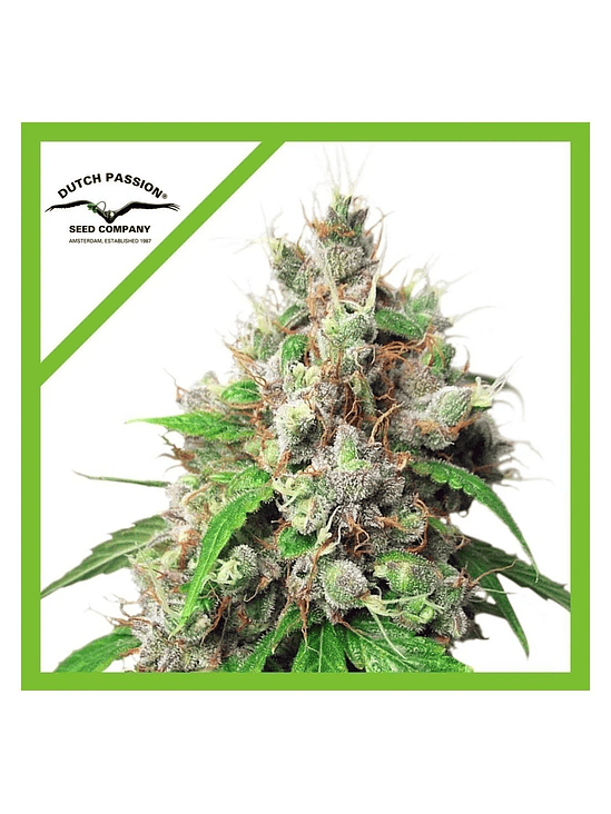 Euforia Auto X3+1-Dutch Passion 2