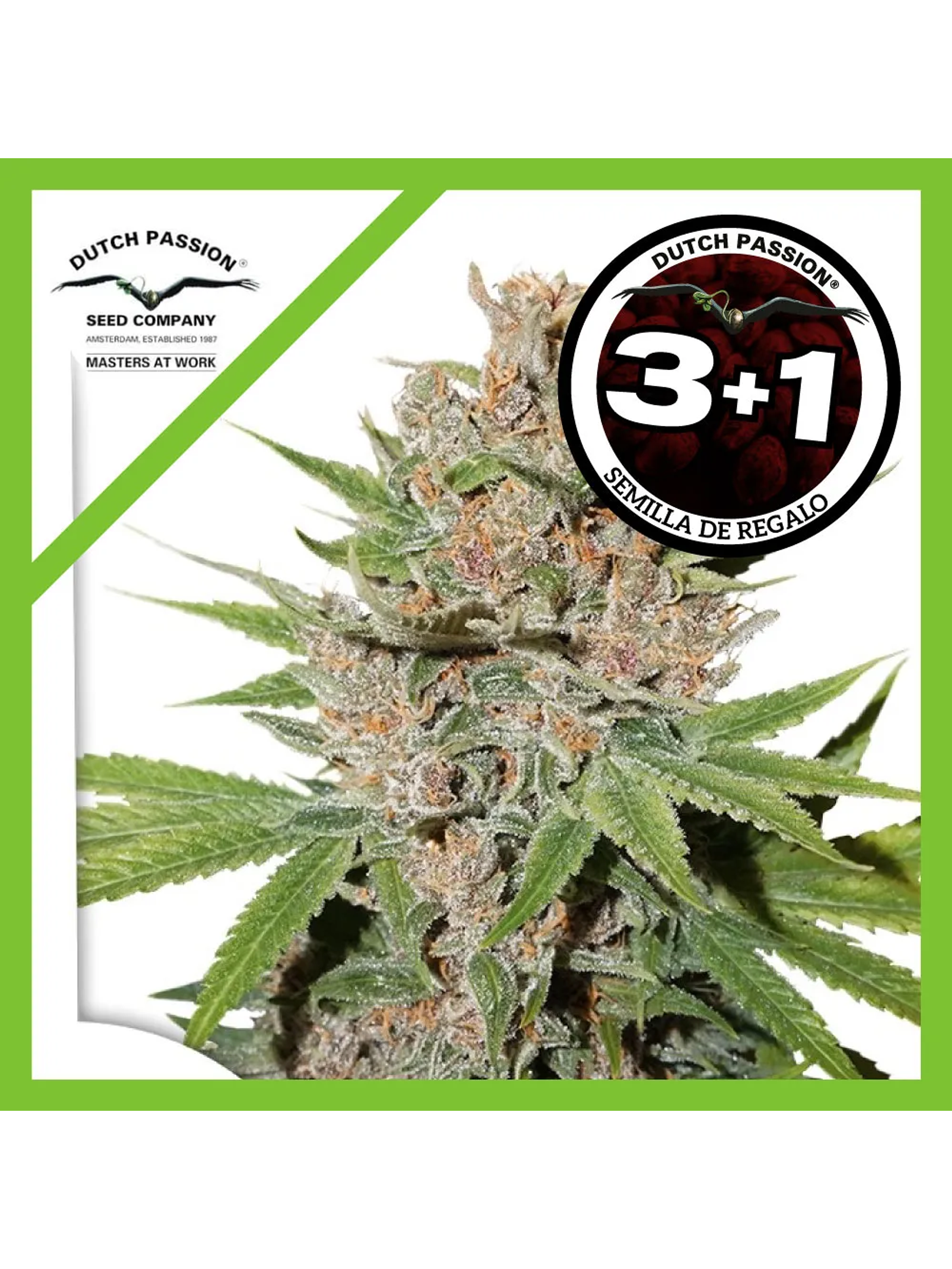 Passion Fruit Fem -Dutch Passion (X3/X3+1) 2