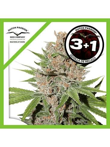 Passion Fruit Fem X3-Dutch Passion 2