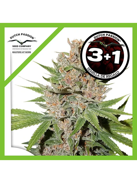 Passion Fruit Fem X3+1 -Dutch Passion 2