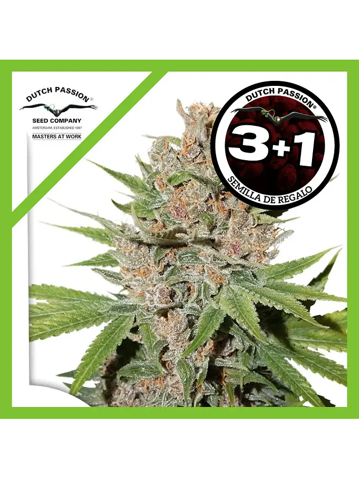Passion Fruit Fem X3+1 -Dutch Passion 2