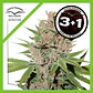 Passion Fruit Fem X3+1 -Dutch Passion - Miniatura 2