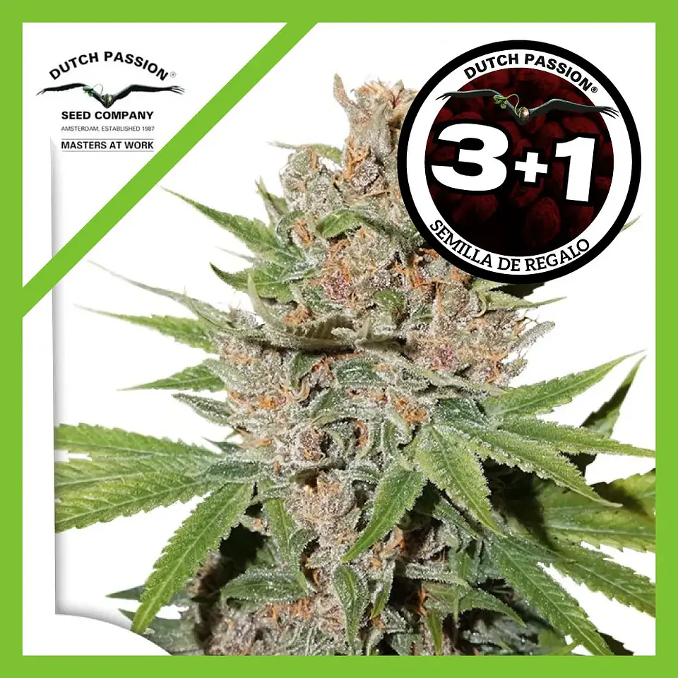Passion Fruit Fem X3+1 -Dutch Passion 2