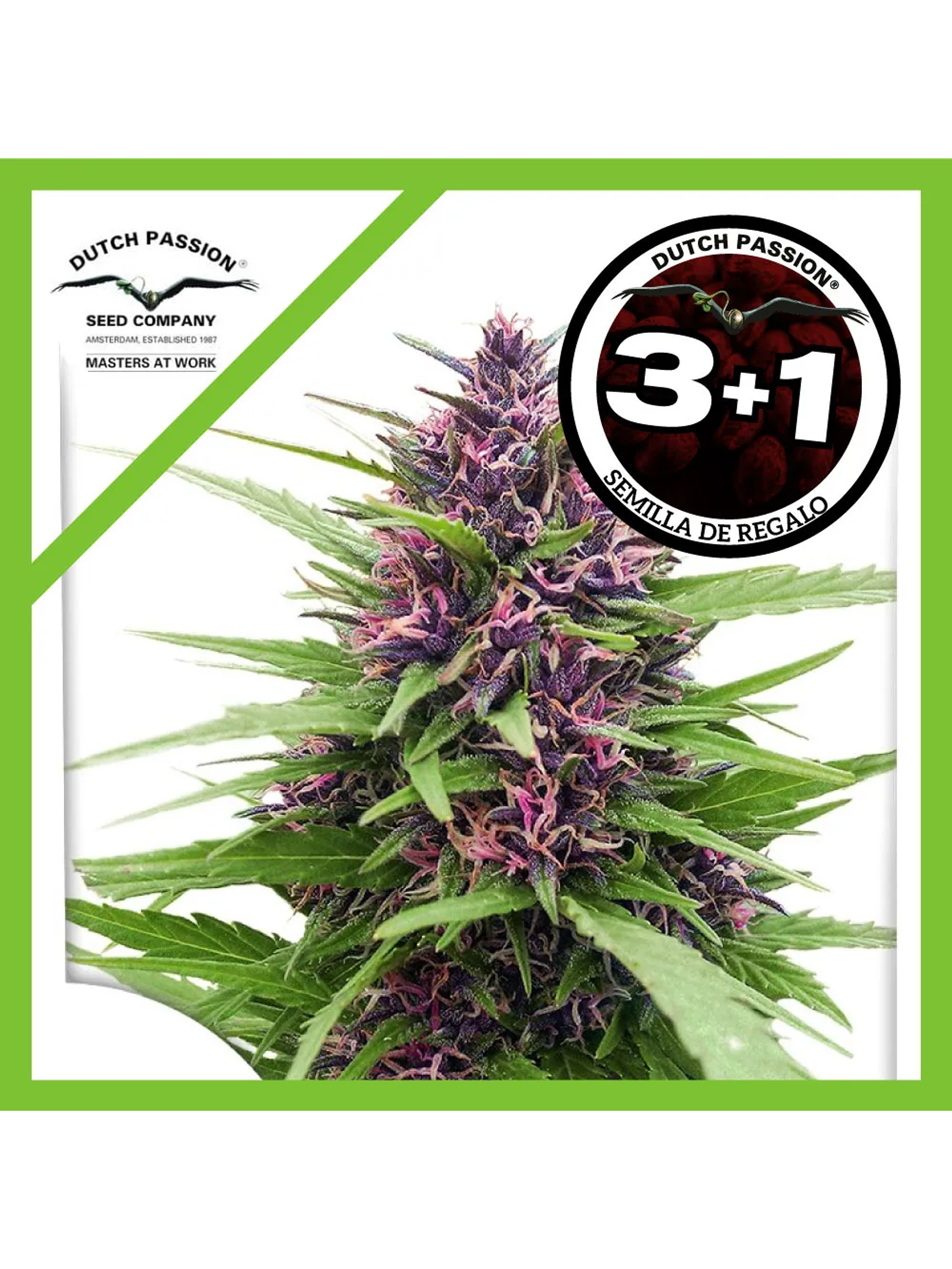 Shaman Fem -Dutch Passion (X3/X3+1) 2