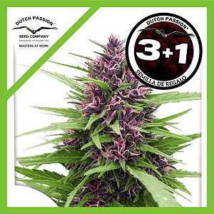 Shaman Fem X3-Dutch Passion