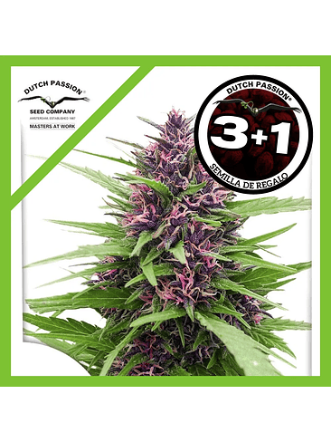 Shaman Fem X3-Dutch Passion 2