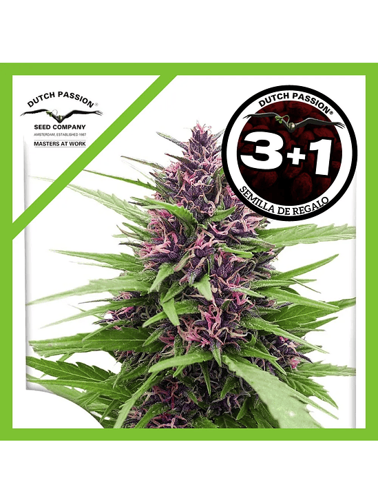 Shaman Fem X3-Dutch Passion 2