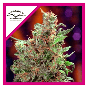 Californian Orange Fem X3+1-Dutch Passion