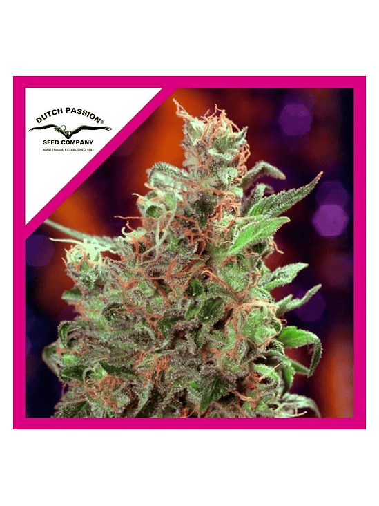 Californian Orange Fem X3+1-Dutch Passion 2