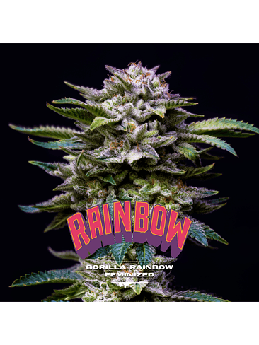 Gorilla Rainbows Fem X2-Bsf 2