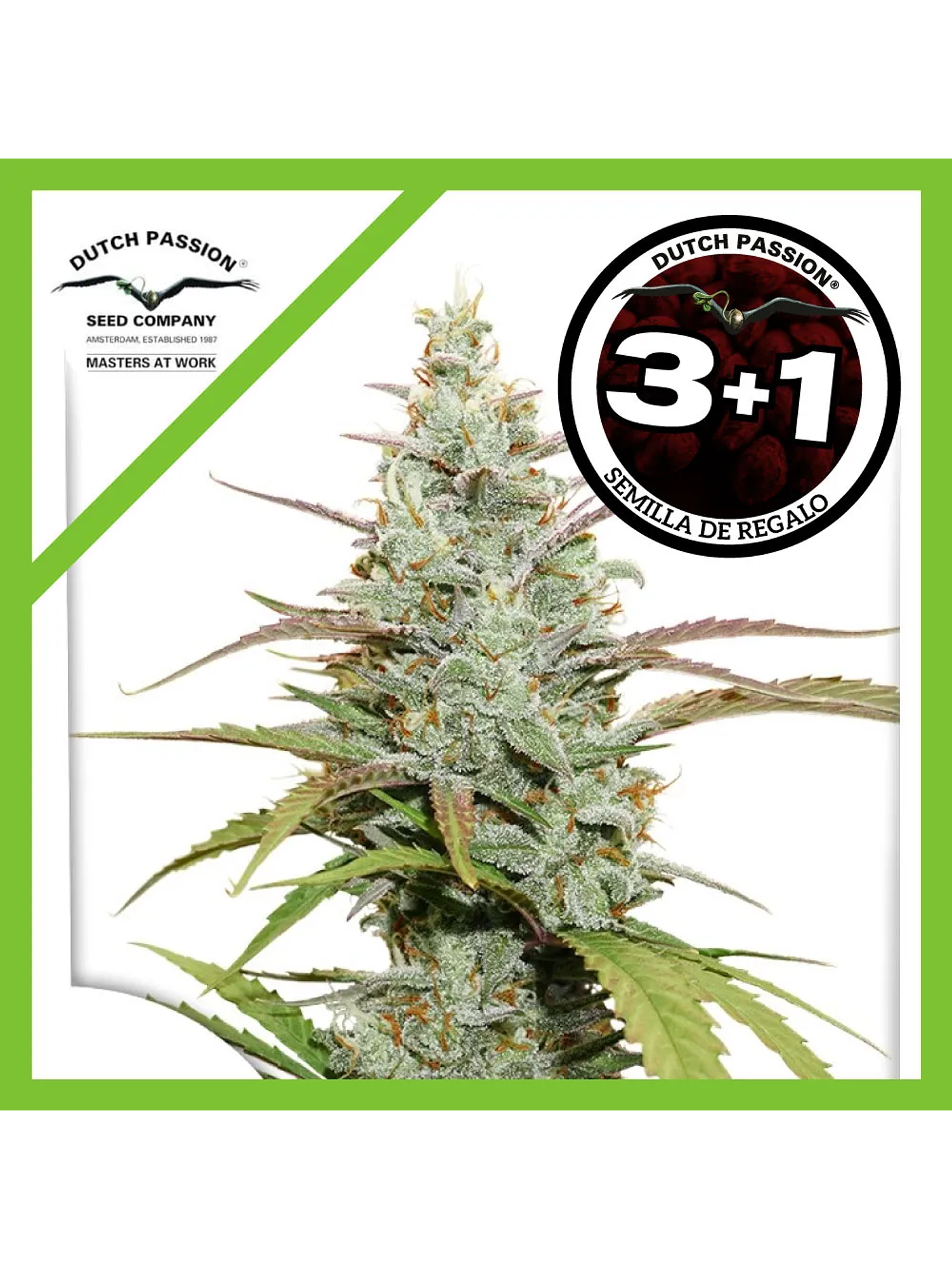 Lemon Kix Auto -Dutch Passion (X3/X3+1) 2