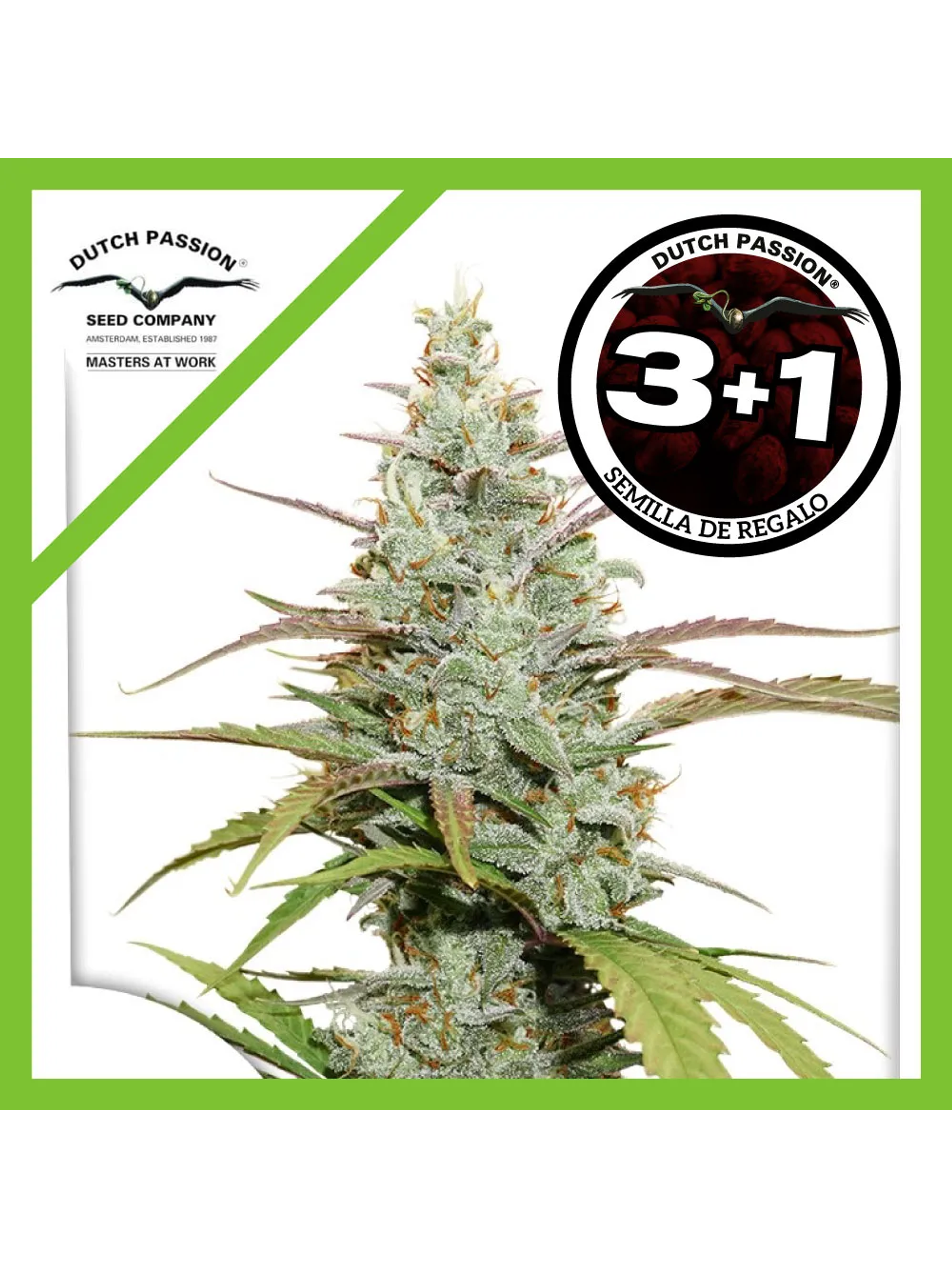 Lemon Kix Auto -Dutch Passion (X3/X3+1) 2