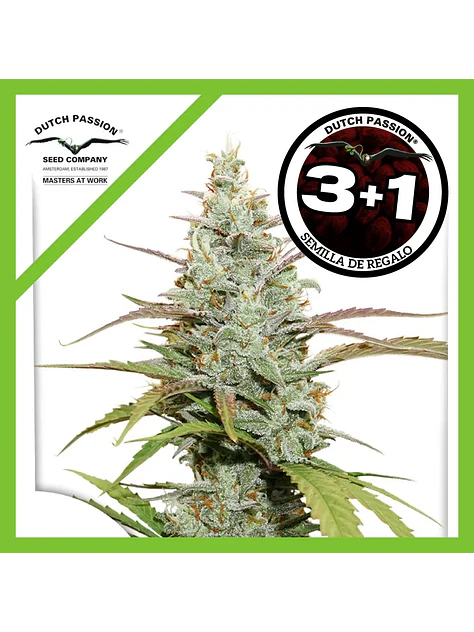 Lemon Kix Auto -Dutch Passion X3+1 2