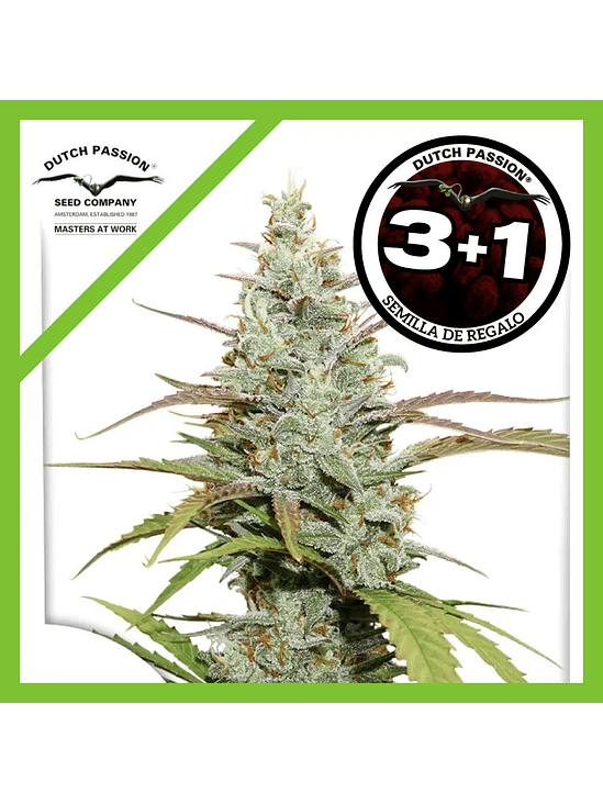 Lemon Kix Auto X3-Dutch Passion 2