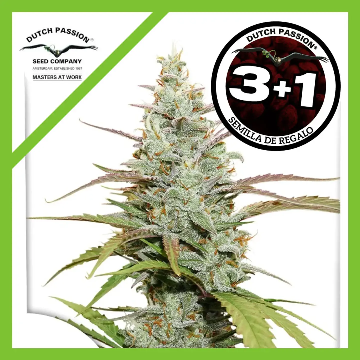 Lemon Kix Auto -Dutch Passion X3+1 2