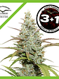 Lemon Kix Auto X3-Dutch Passion - Miniatura 2
