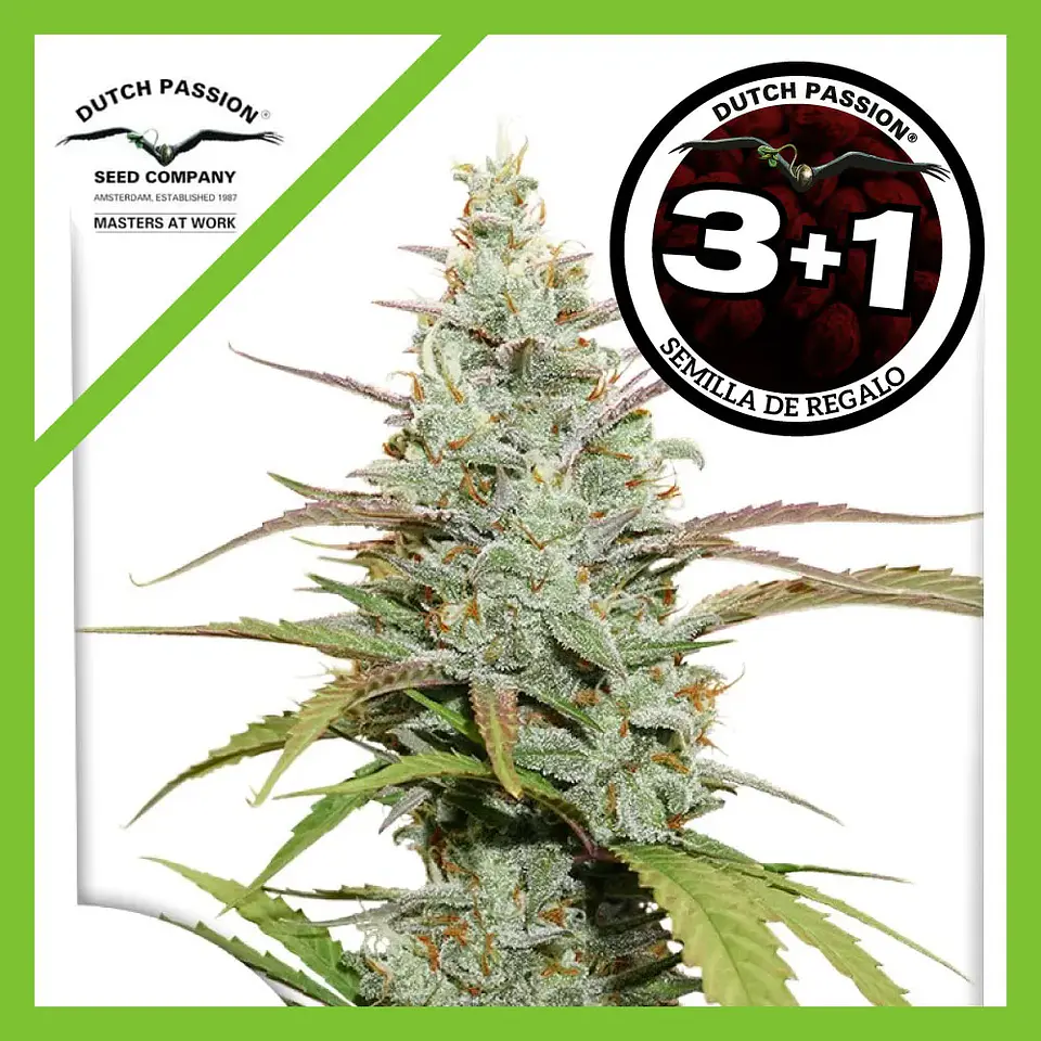 Lemon Kix Auto -Dutch Passion X3+1 2