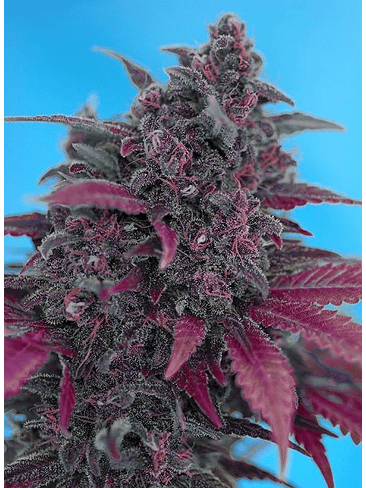 Dark Devil Red Family  Auto® X3+1-Sweet Seeds 5
