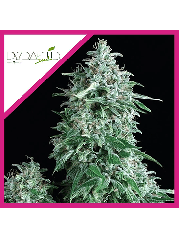 Anubis  Fem X1-Pyramid Seeds 2