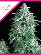 Anubis  Fem X1-Pyramid Seeds - Miniatura 2