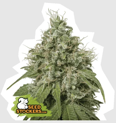 Amnesia Fem -Seedstockers (X100/X3) 2