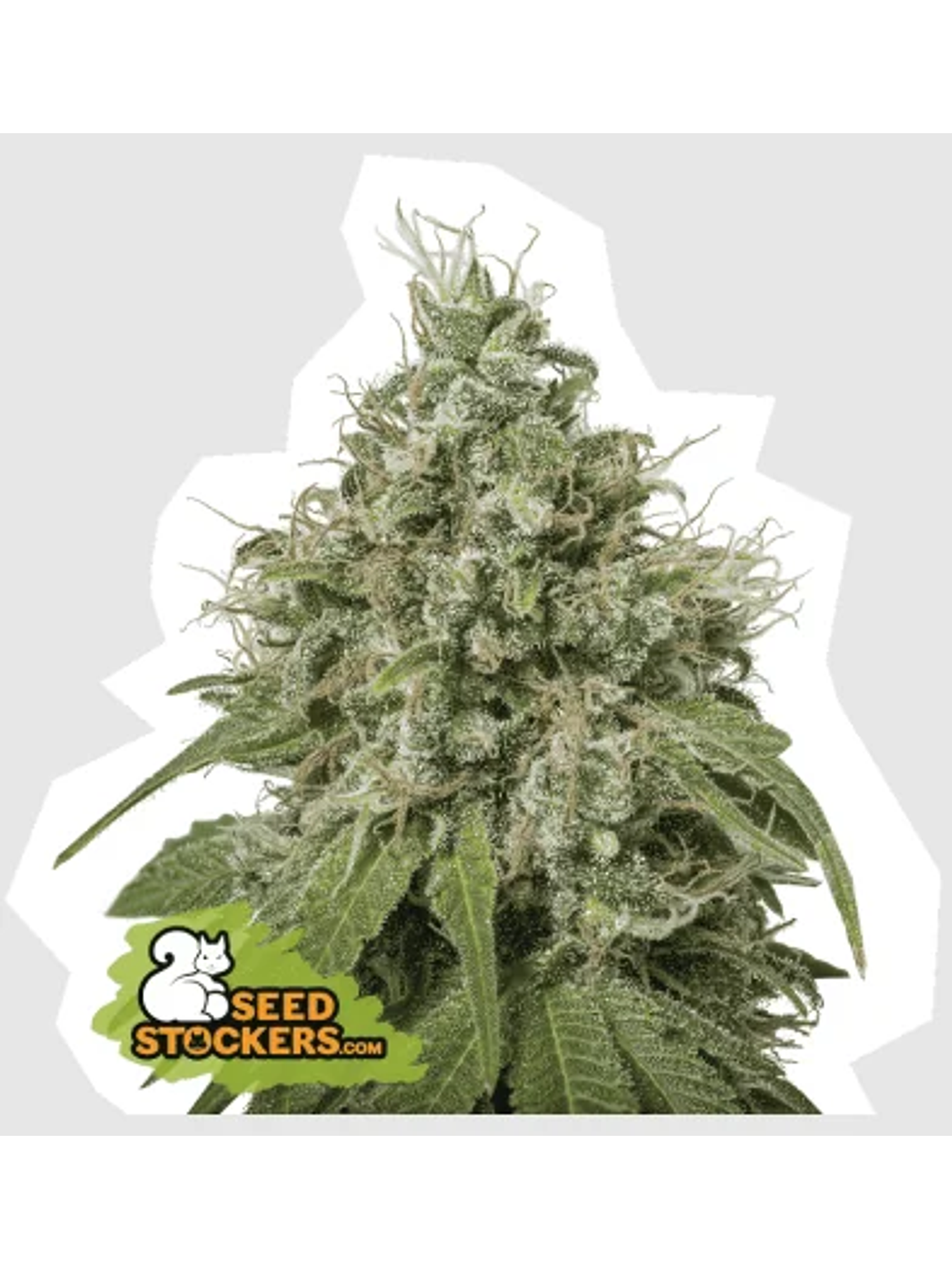 Amnesia Fem -Seedstockers (X100/X3) 2