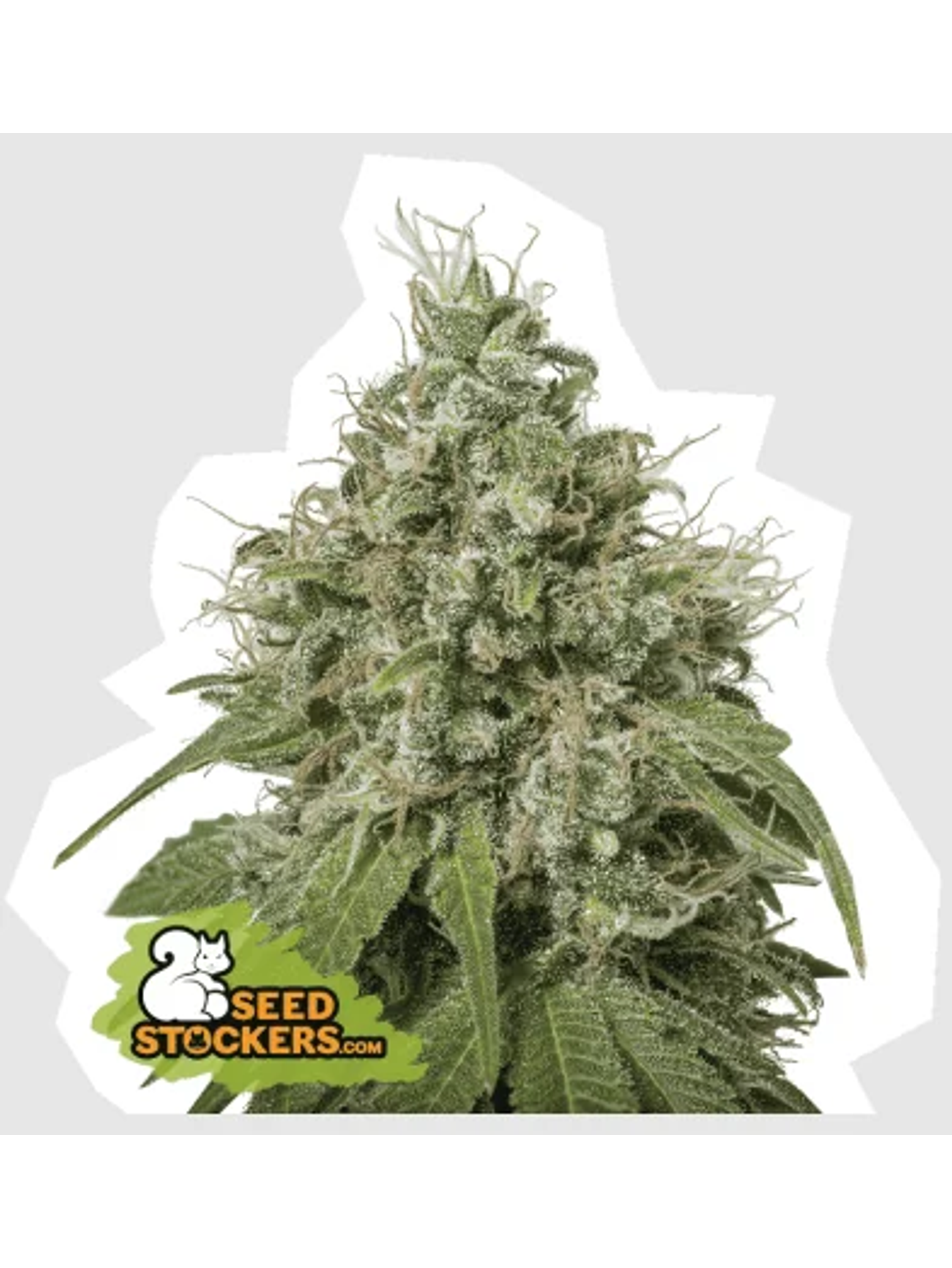 Amnesia Fem -Seedstockers (X100/X3) 2