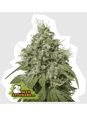 Amnesia Fem X3-Seedstockers 2