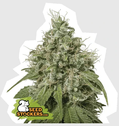 Amnesia Fem -Seedstockers (X100/X3)