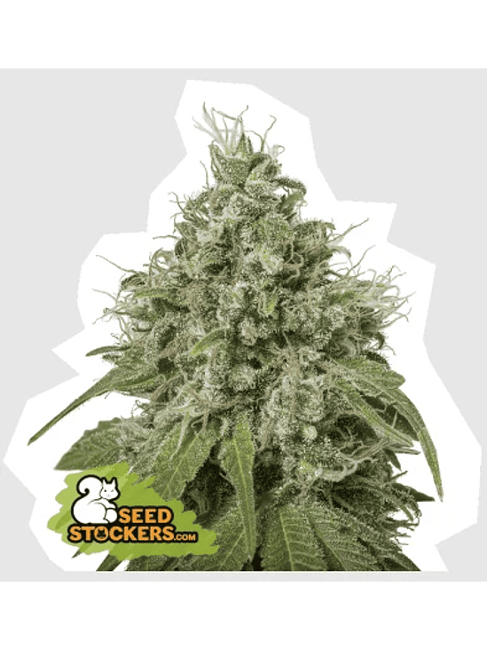 Amnesia Fem X3-Seedstockers 2