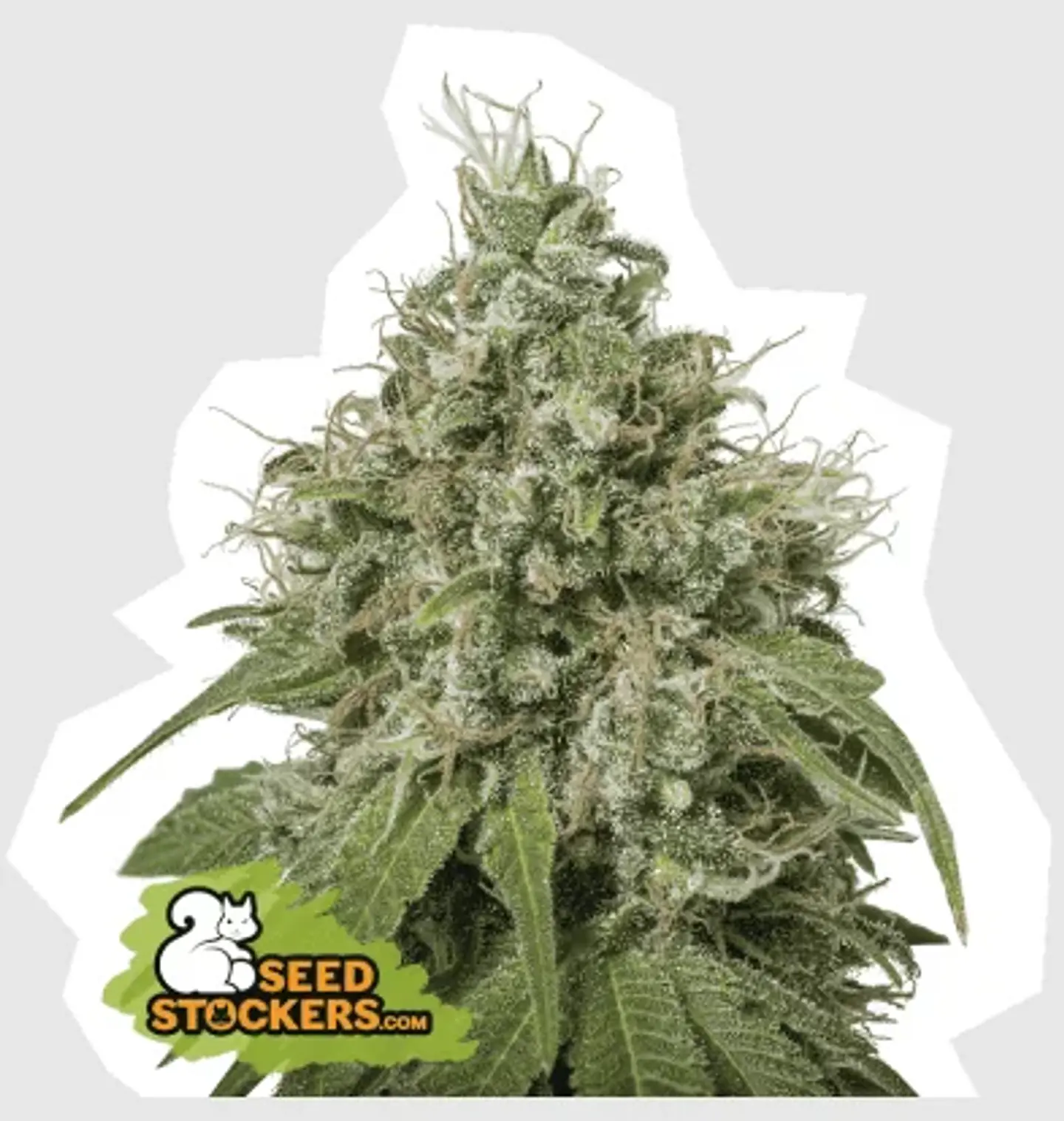 Amnesia Fem -Seedstockers (X100/X3) 2