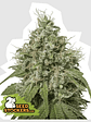 Amnesia Fem X3-Seedstockers - Miniatura 2