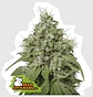 Amnesia Fem -Seedstockers (X100/X3) - Miniatura 2