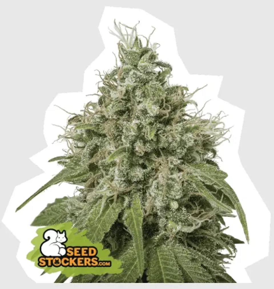 Amnesia Fem -Seedstockers (X100/X3) 2