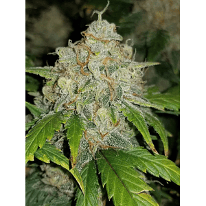 Zkittlez  Auto X1-Fast Buds