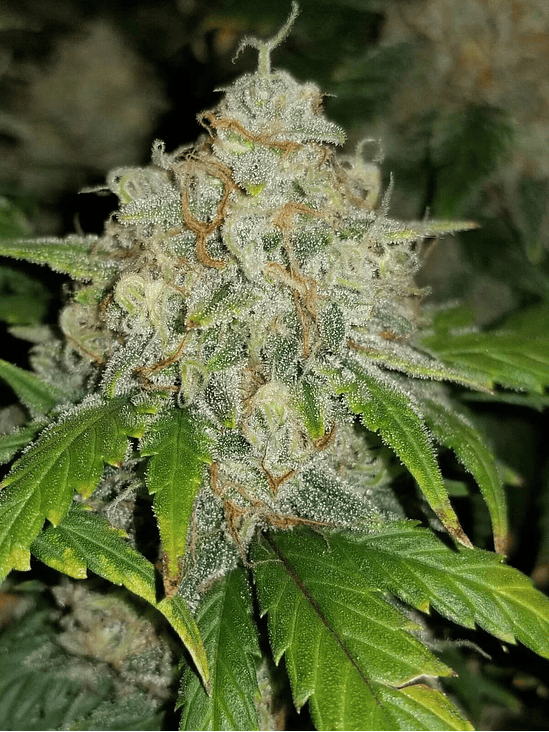 Zkittlez  Auto X1-Fast Buds 2