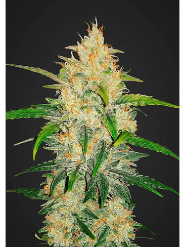 Zkittlez  Auto X1-Fast Buds 3