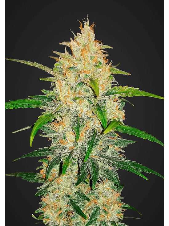 Zkittlez  Auto X1-Fast Buds 3