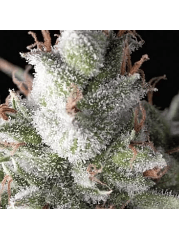 Ramses  Fem X3+1-Pyramid Seeds 2