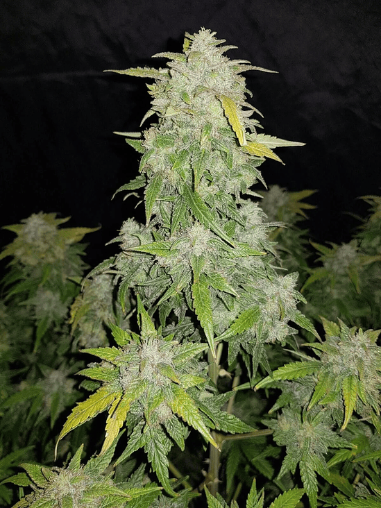 Original Amnesia Haze  Auto X1-Fast Buds 3
