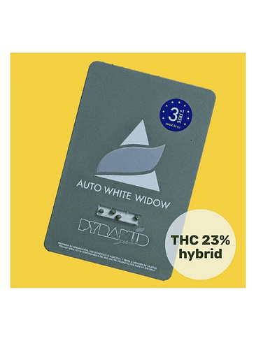 White Widow Auto X3+1-Pyramid Seeds 2