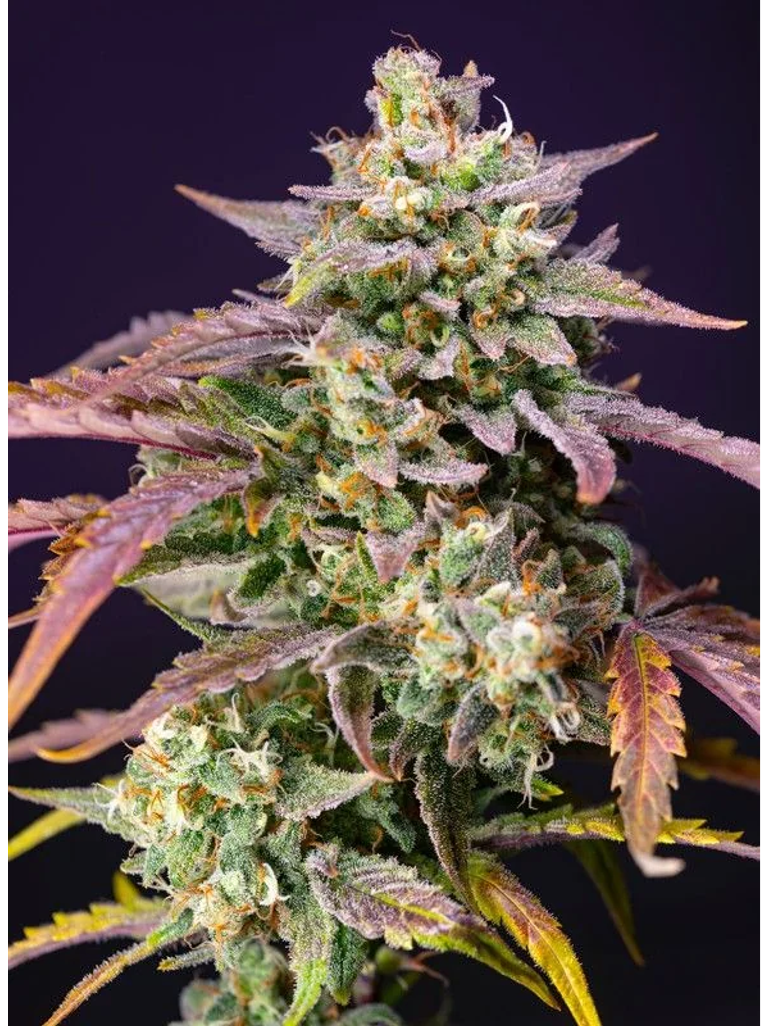 Purple Punch Og Xl Auto® -Sweet Seeds (X25/X5+2/X3+1) 4