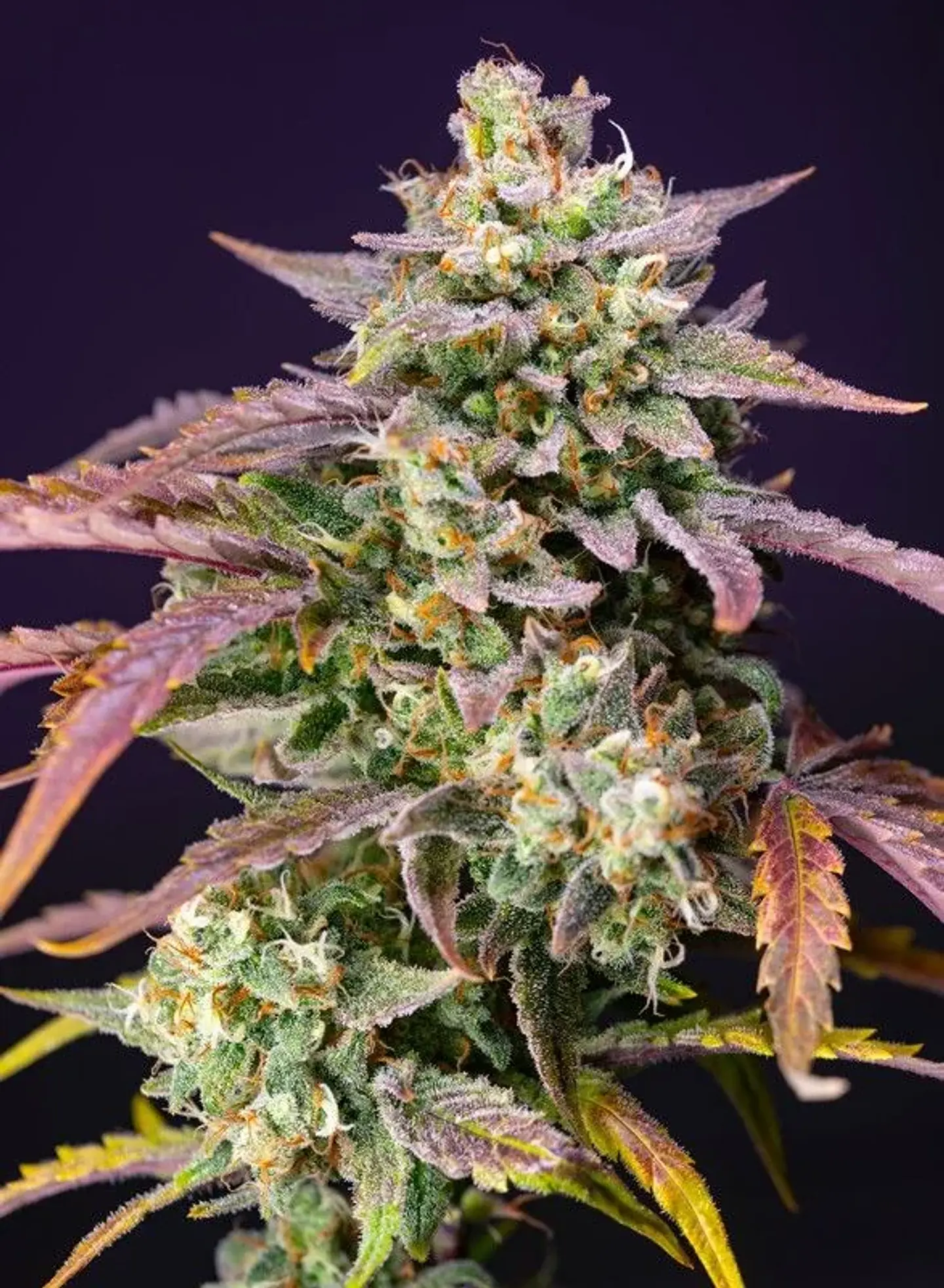 Purple Punch Og Xl Auto® -Sweet Seeds (X25/X5+2/X3+1) 4
