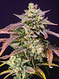 Purple Punch Og Xl Auto® X3+1-Sweet Seeds - Miniatura 4